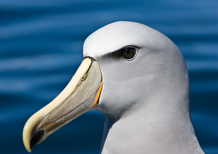 Salvin's Mollymawk, Kaikoura 2005