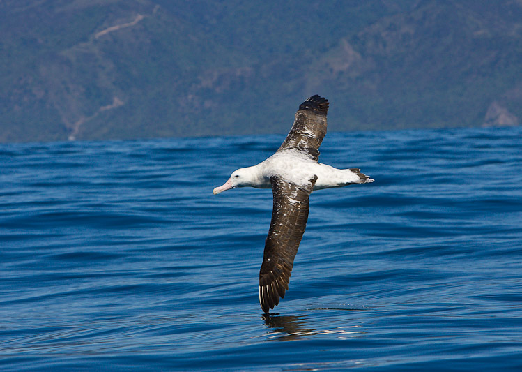 Touching Water , Kaikoura 2005