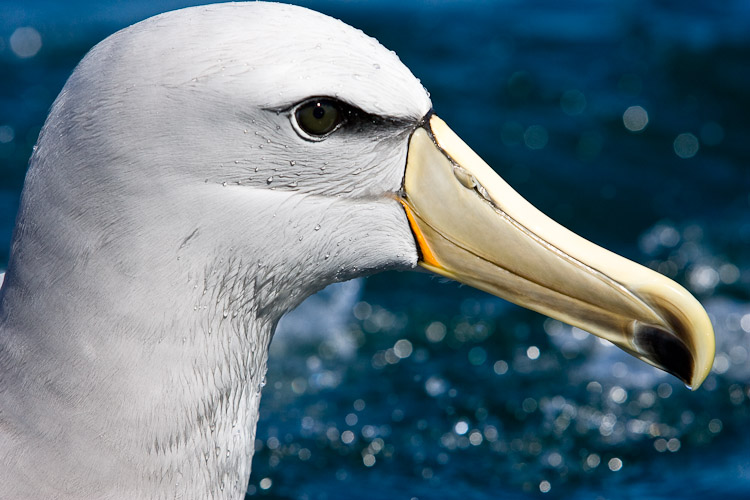Salvin's Mollymawk 2, Kaikoura 2005