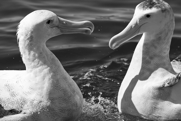 Wandering Albatross, Kaikoura 2005