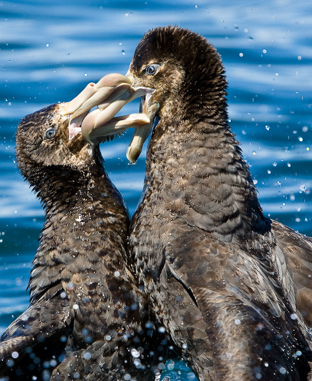 Giant Petrels Fighting, Kaikoura 2005
