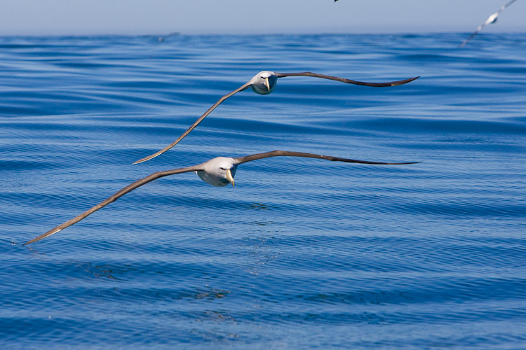 Mollymawks in flight,Kaikoura 2005
