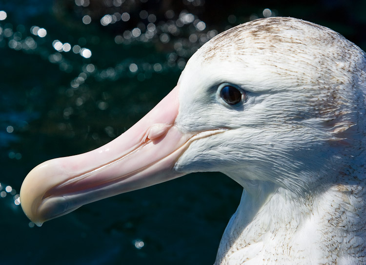 Wandering Albatross Portrait, Kaikoura 2005.