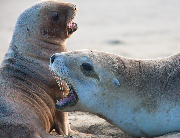 Mother and Baby Sealion 1, Otago 2009
