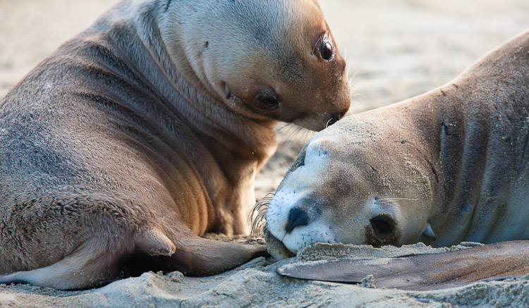 Mother and Baby Sealion 2, Otago 2009