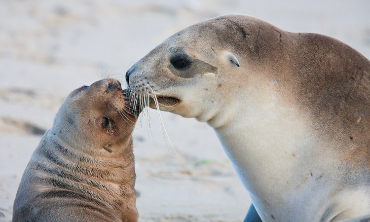 Mother and Baby Sealion 3, Otago 2009