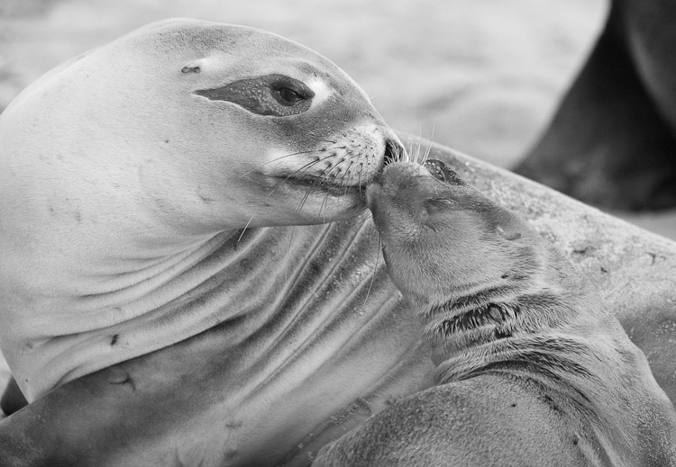 Mother and Baby Sealion 4, Otago 2009