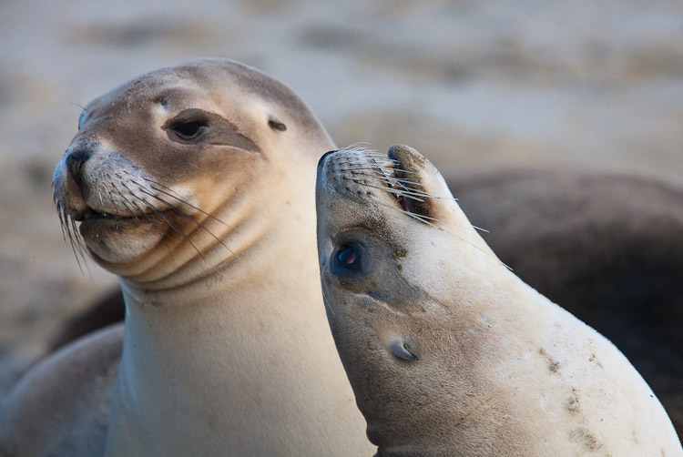 Sealions 1, Otago 2009