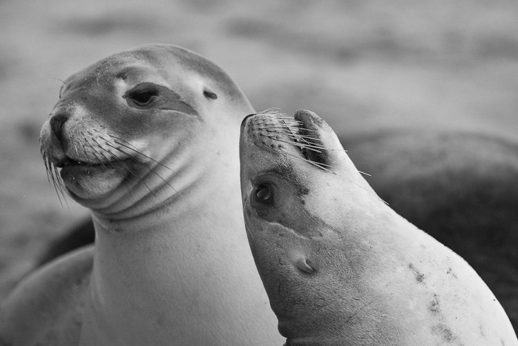 Sealons 2, Otago 2009
