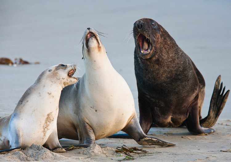 Sealons 3, Otago 2009