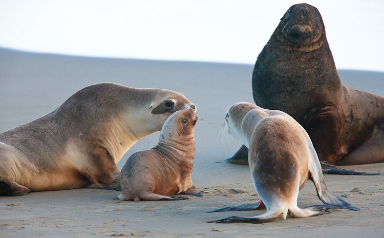 Sealion family 1, Otago 2009