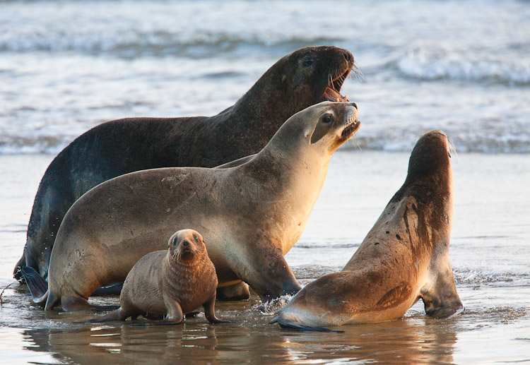 Sealion family 2, Otago 2009