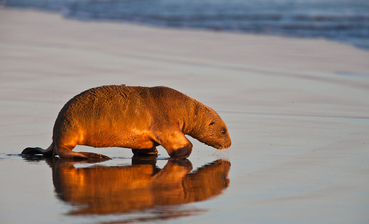 Baby Sealion Reflection 2, Otago 2009