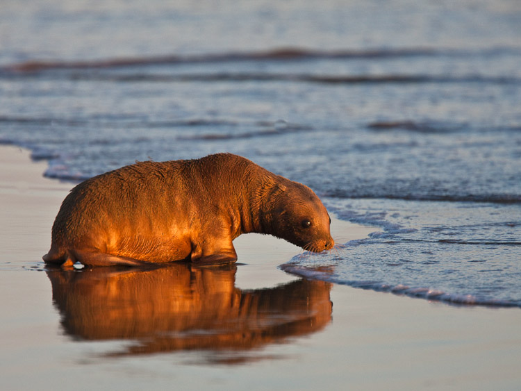 Baby Sealion, Otago 2009