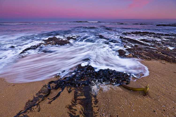 Sunset Seaweed 1, 2008