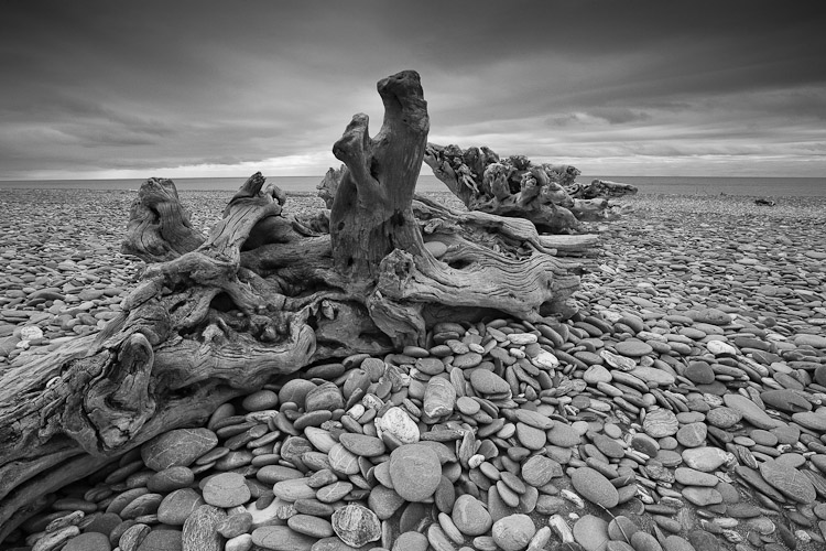 Driftwood 1, South Westland 2008