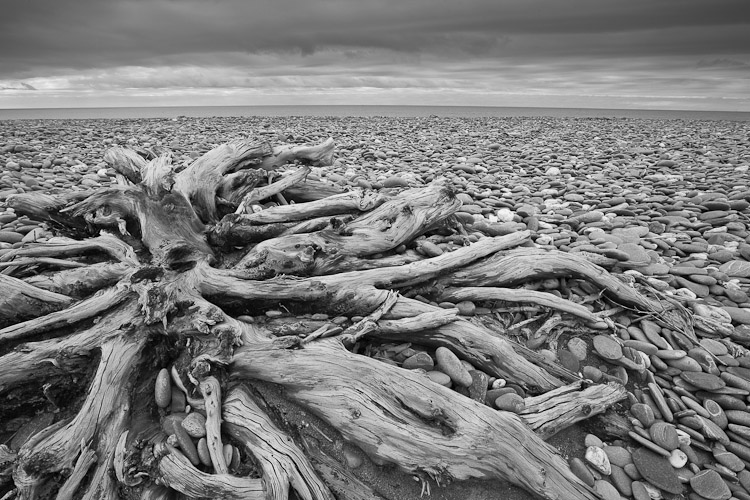 Driftwood 2, South Westland 2008