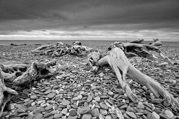 Driftwood 3, South Westland 2008