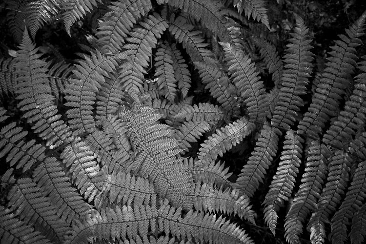 Fern, West Coast 2010