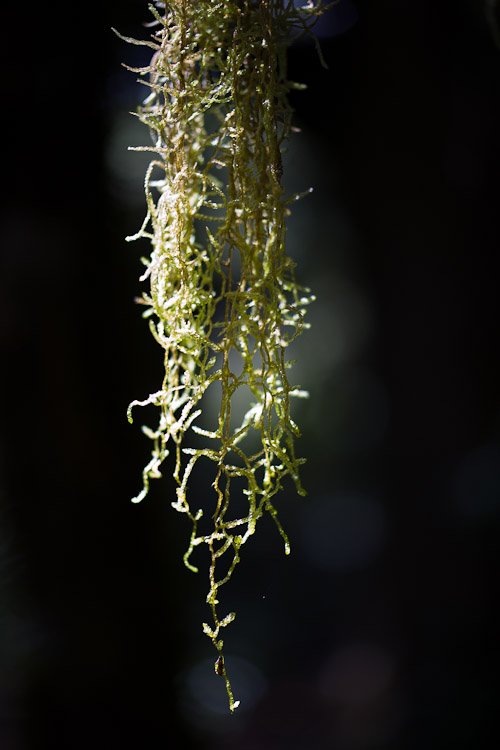 Moss, Haast 2010