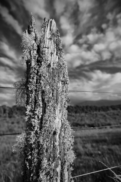 Old Fence Post, West Coast 2010