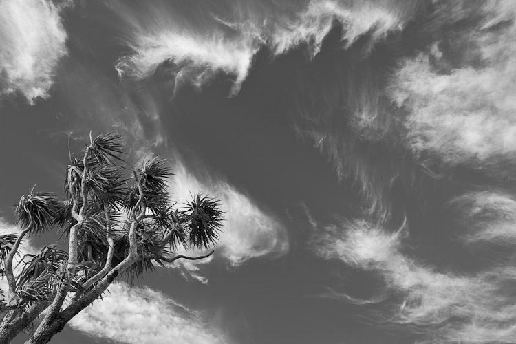 Cabbage Tree and Cirrus, West Coast 2010