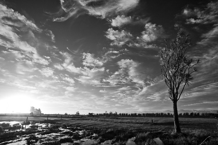Cirrus Sunset,  West Coast 2010
