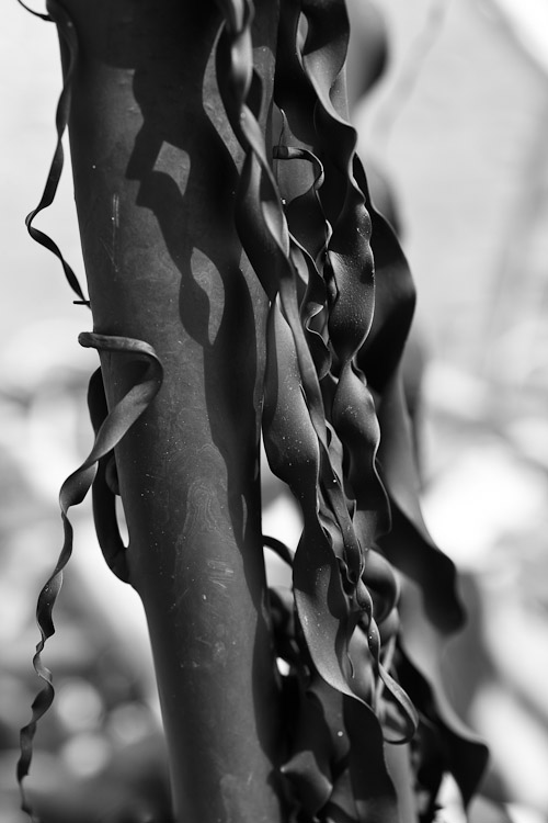 Seaweed, West Coast 2010
