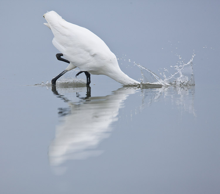 White Heron, Okarito 2010