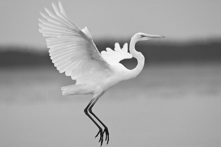 White Heron, Okarito 2010