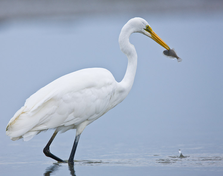 White Heron Fishing, Okarito, 2010
