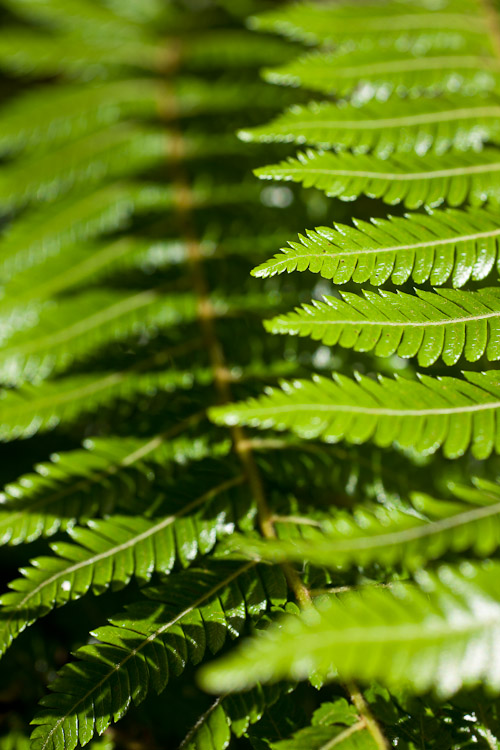 Fern, West Coast 2010