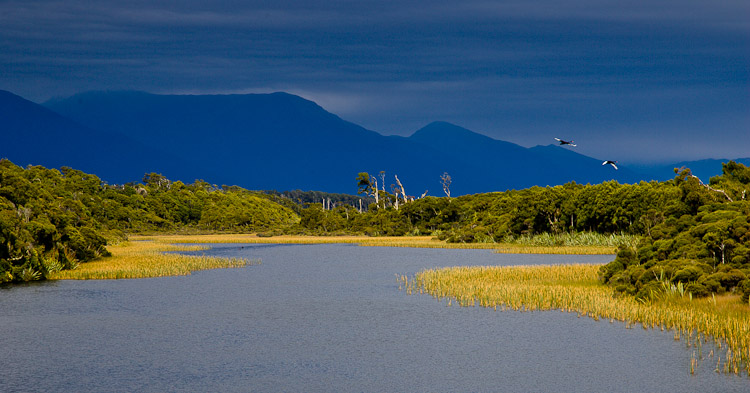 Two Swans, West Coast 2006
